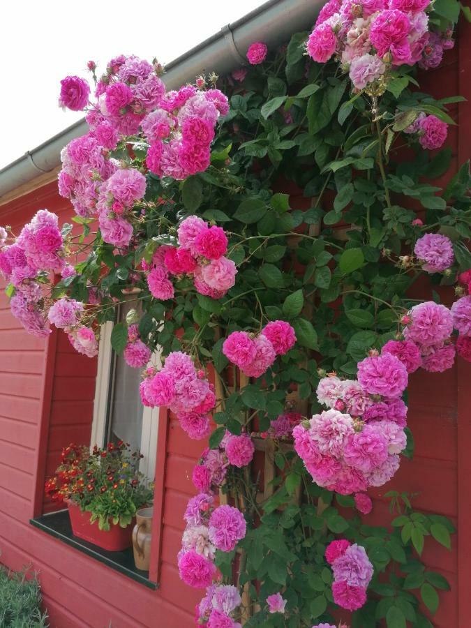 콩브리 La Ferme De Kerraoul B&B 외부 사진